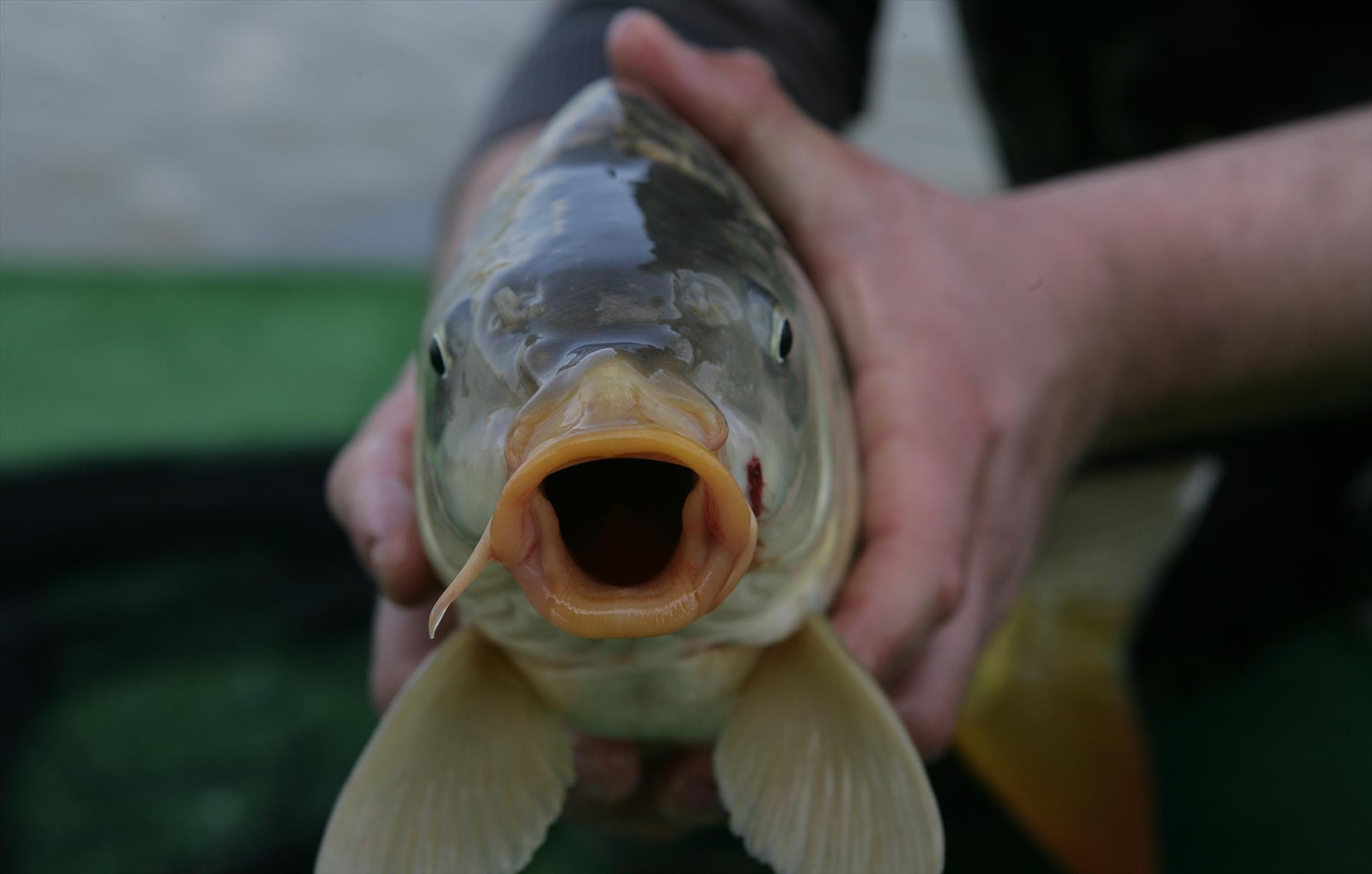 Ce pedepse cu inchisoarea risca pescarii care practica pescuitul cu japca?